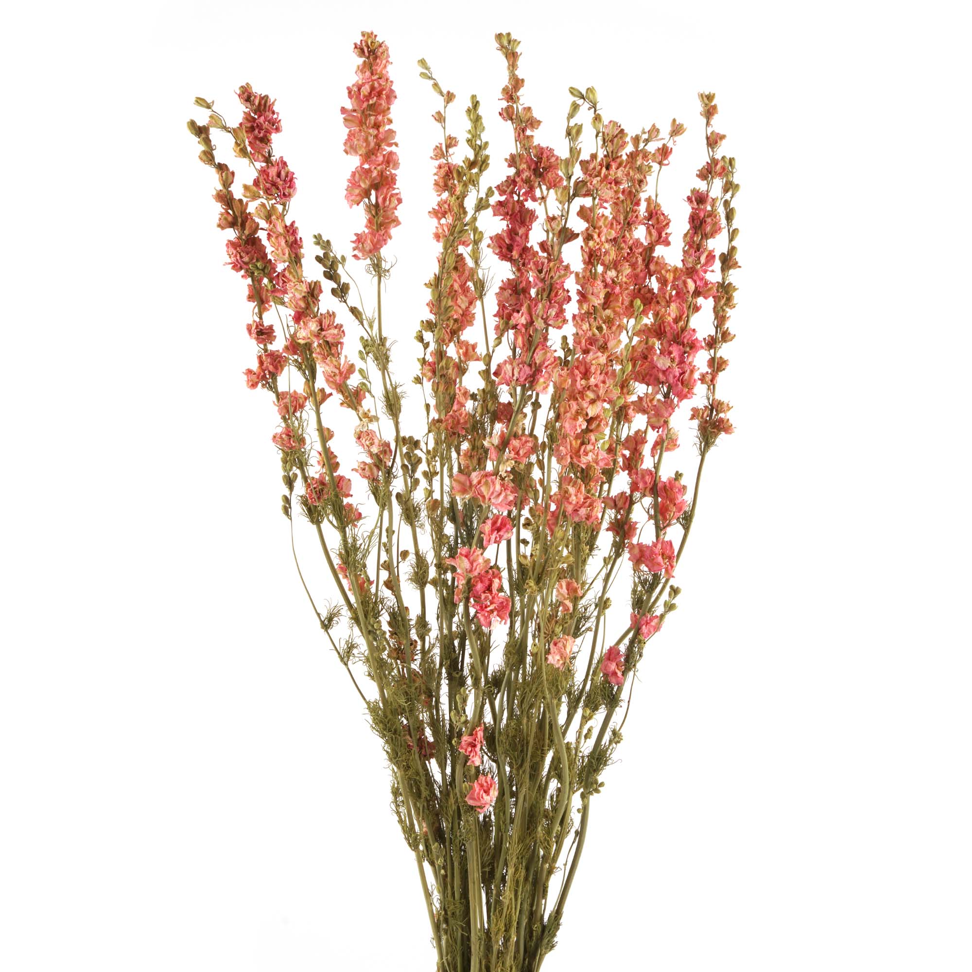 Rittersporn, Delphinium Trockenblumen, natur rosa