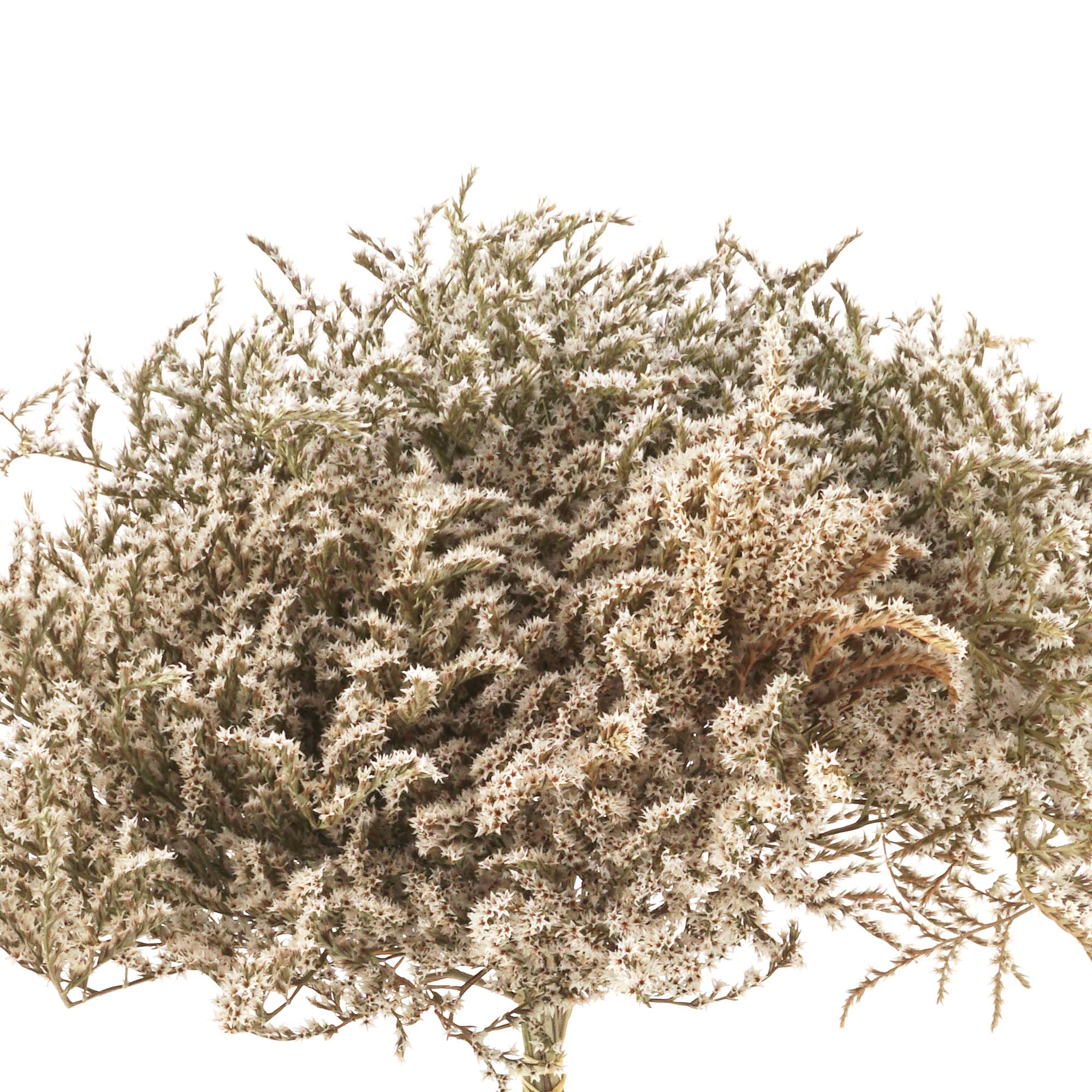Limonium, Statice tatarica Trockenblumen, natur weiss