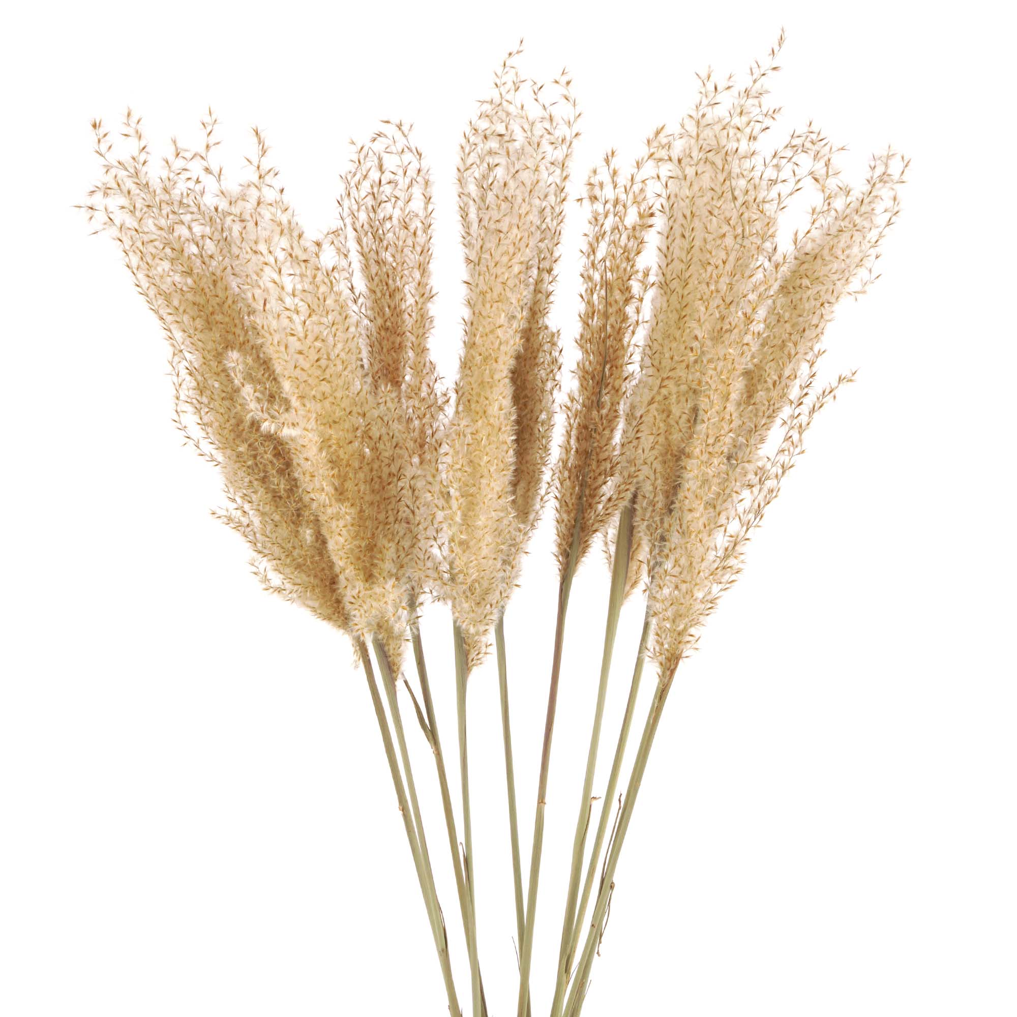 Flauschiges Schilfgras Trockenblumen, natur