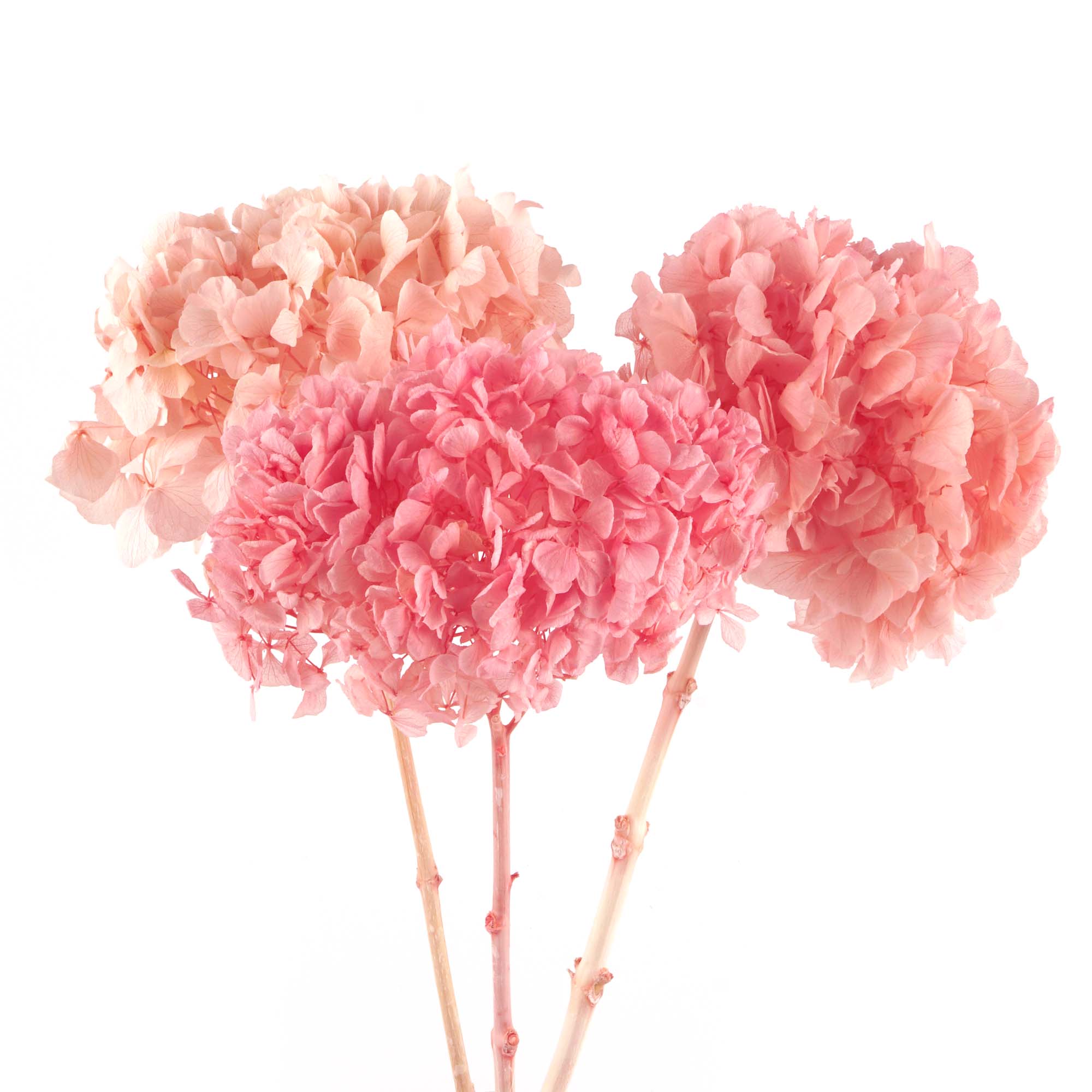 Hortensie Trockenblumen rosa, 3 Stk.