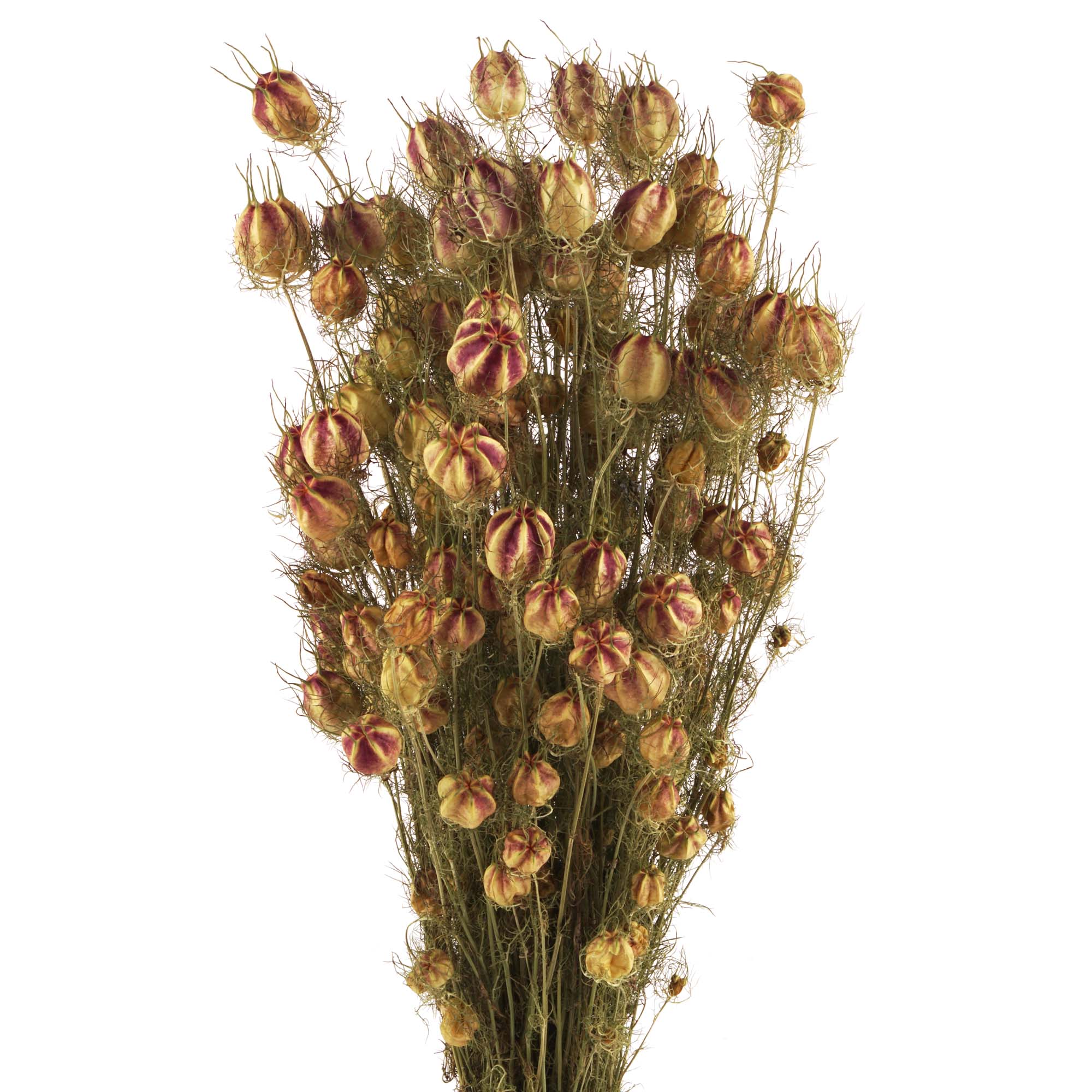 Nigella Trockenblumen, natur grün