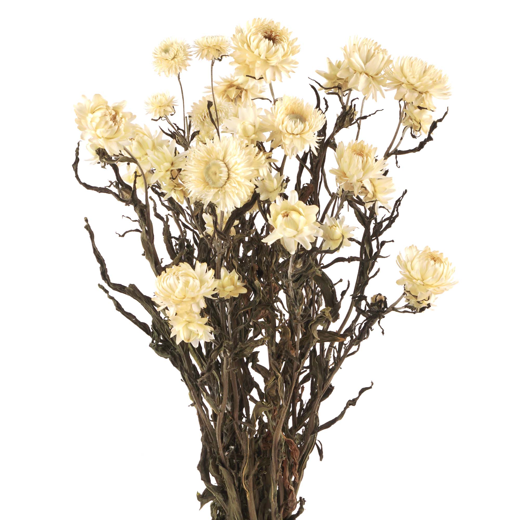 Strohblumen, Helichrysum Trockenblumen, natur weiss Strohblumen, Helichrysum Trockenblumen, natur weiss