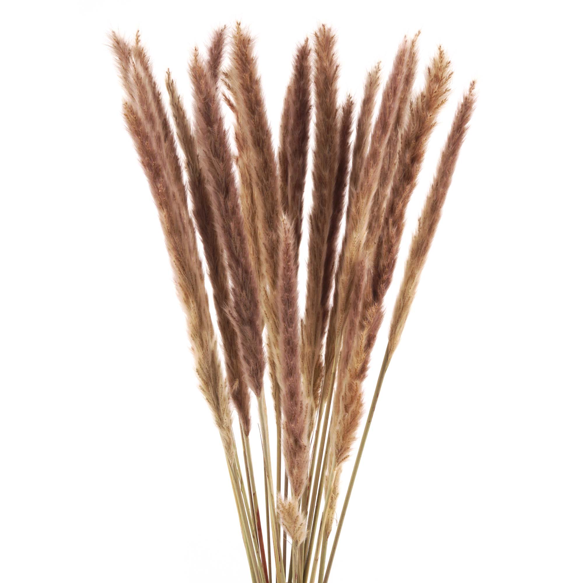 Schilfgras Trockenblumen, natur Schilfgras Trockenblumen, natur