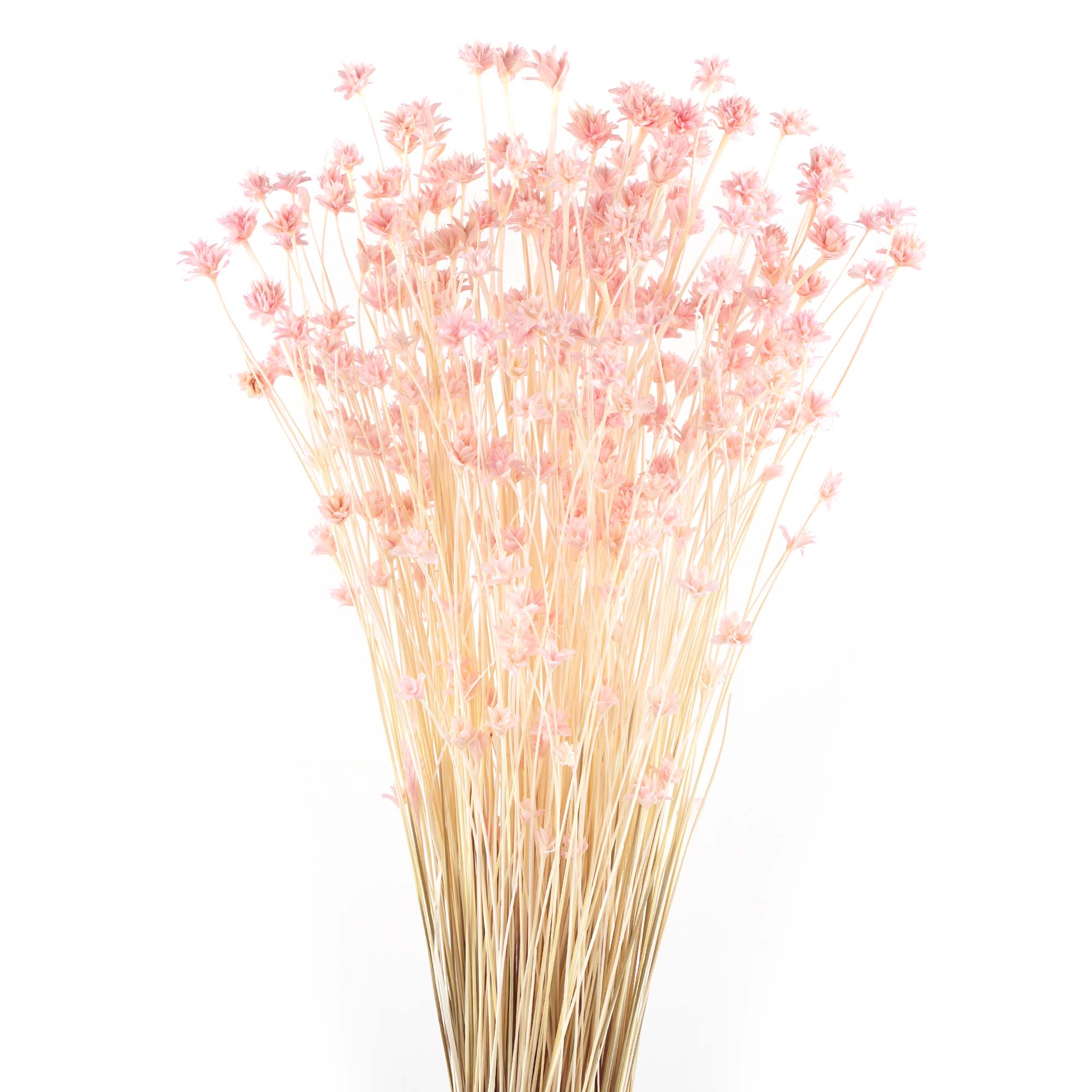 getrocknete Blumen, rosa Stiele, Blütenstrauß, Stielbündel, künstliche Pflanze