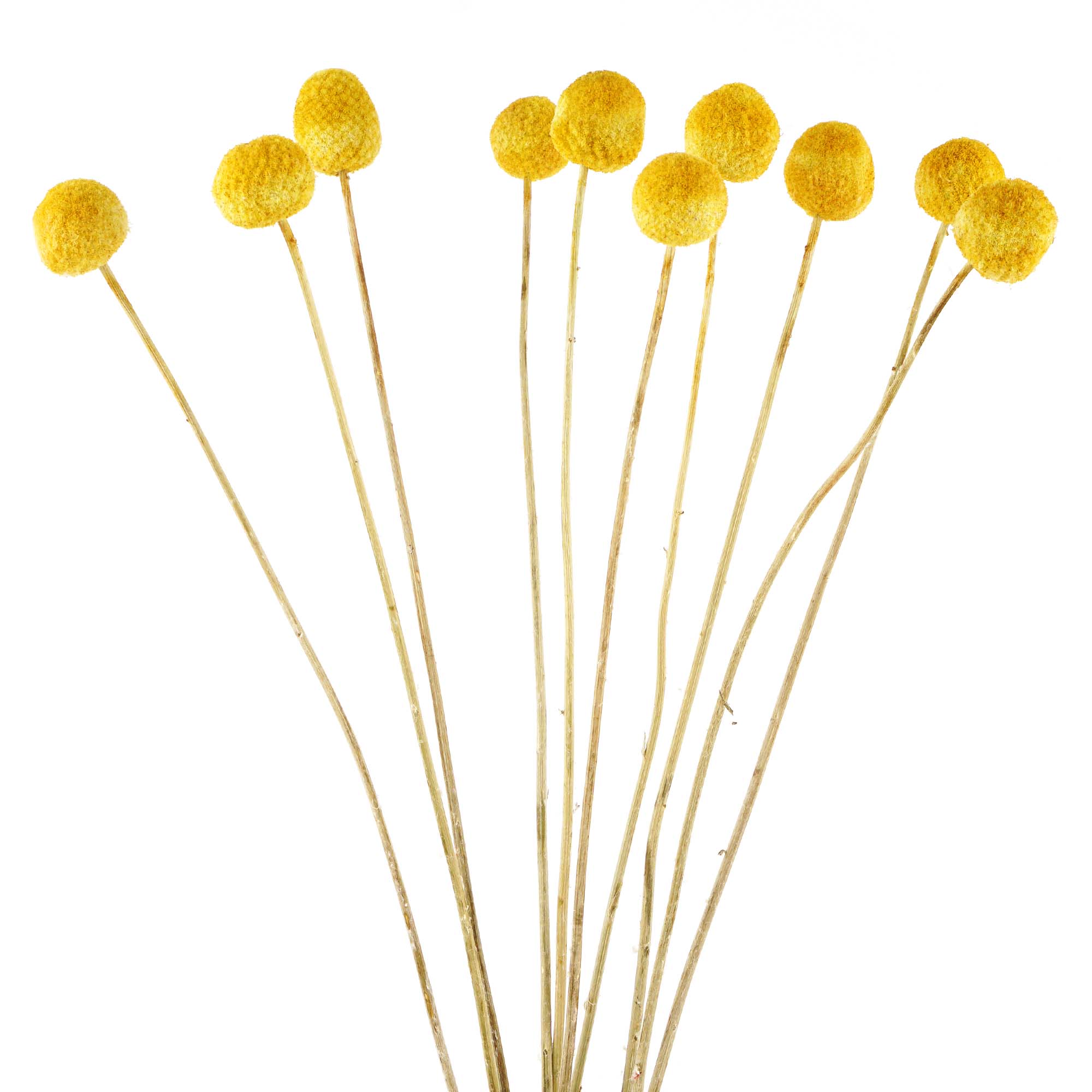 Pollenball, Gelbball,  Blüte, getrockneter Stiel, Blumenakzent