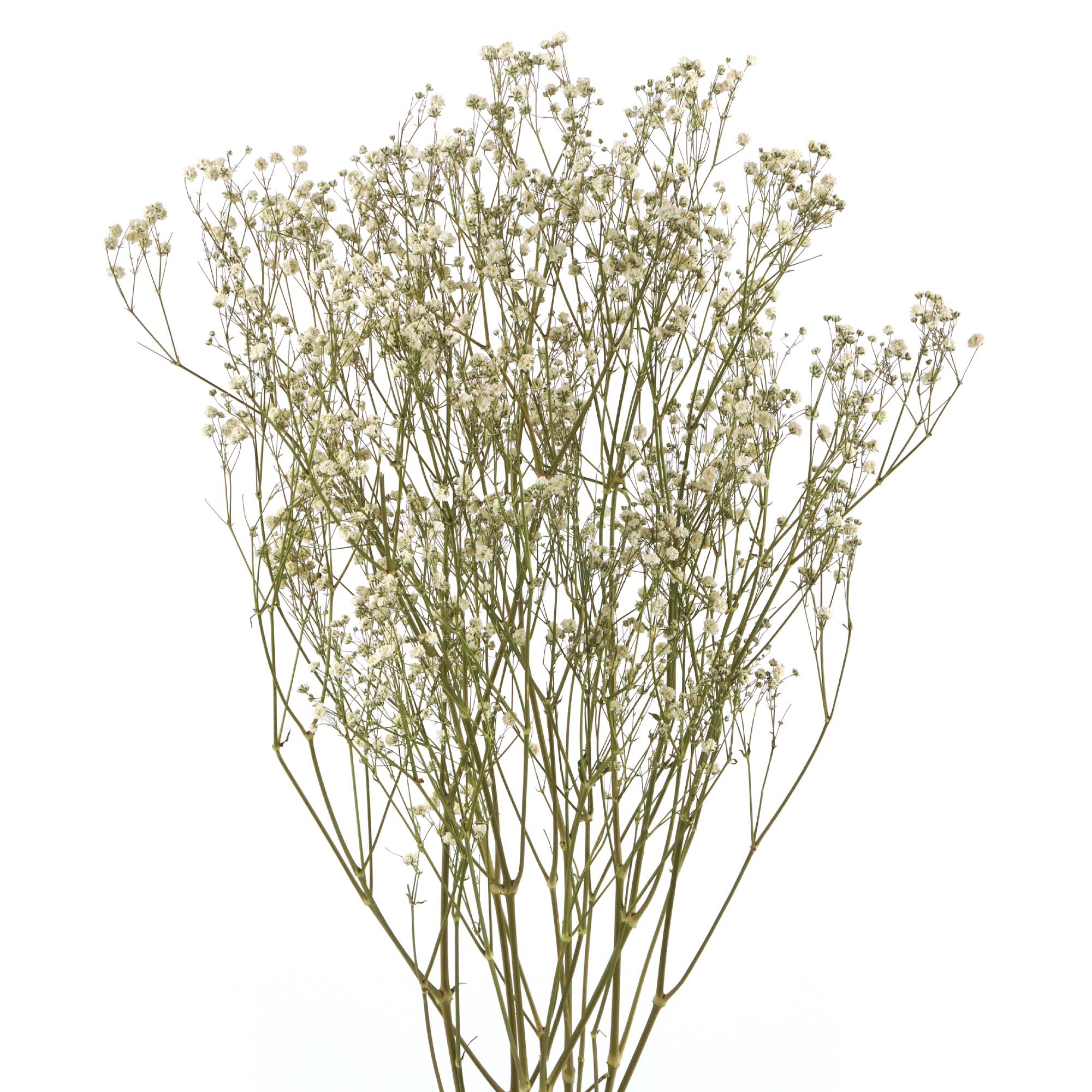 Schleierkraut, Gypsophila Trockenblumen, natur weiss