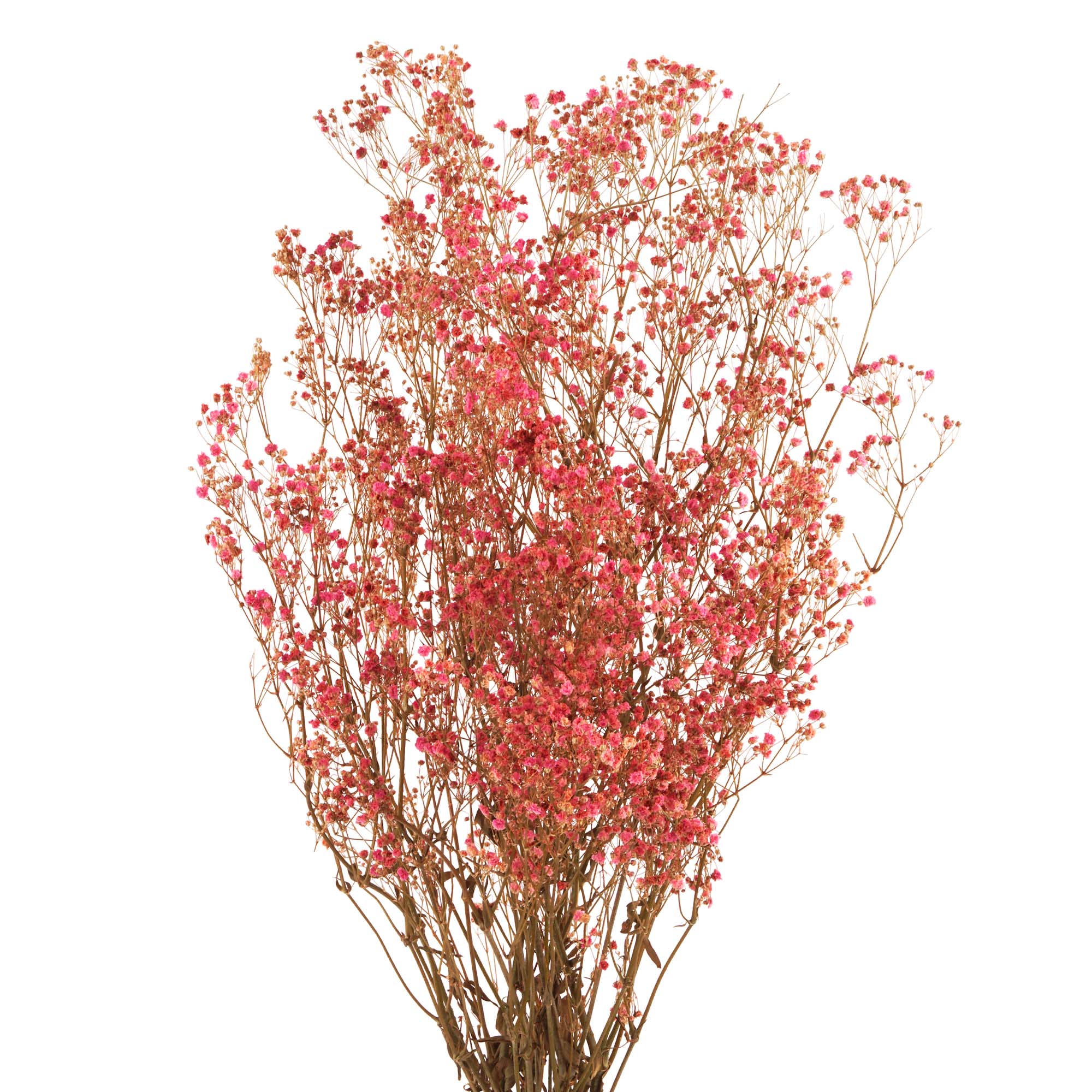 Verzaubere mit pinkem Schleierkraut: Gypsophila Trockenblumen
