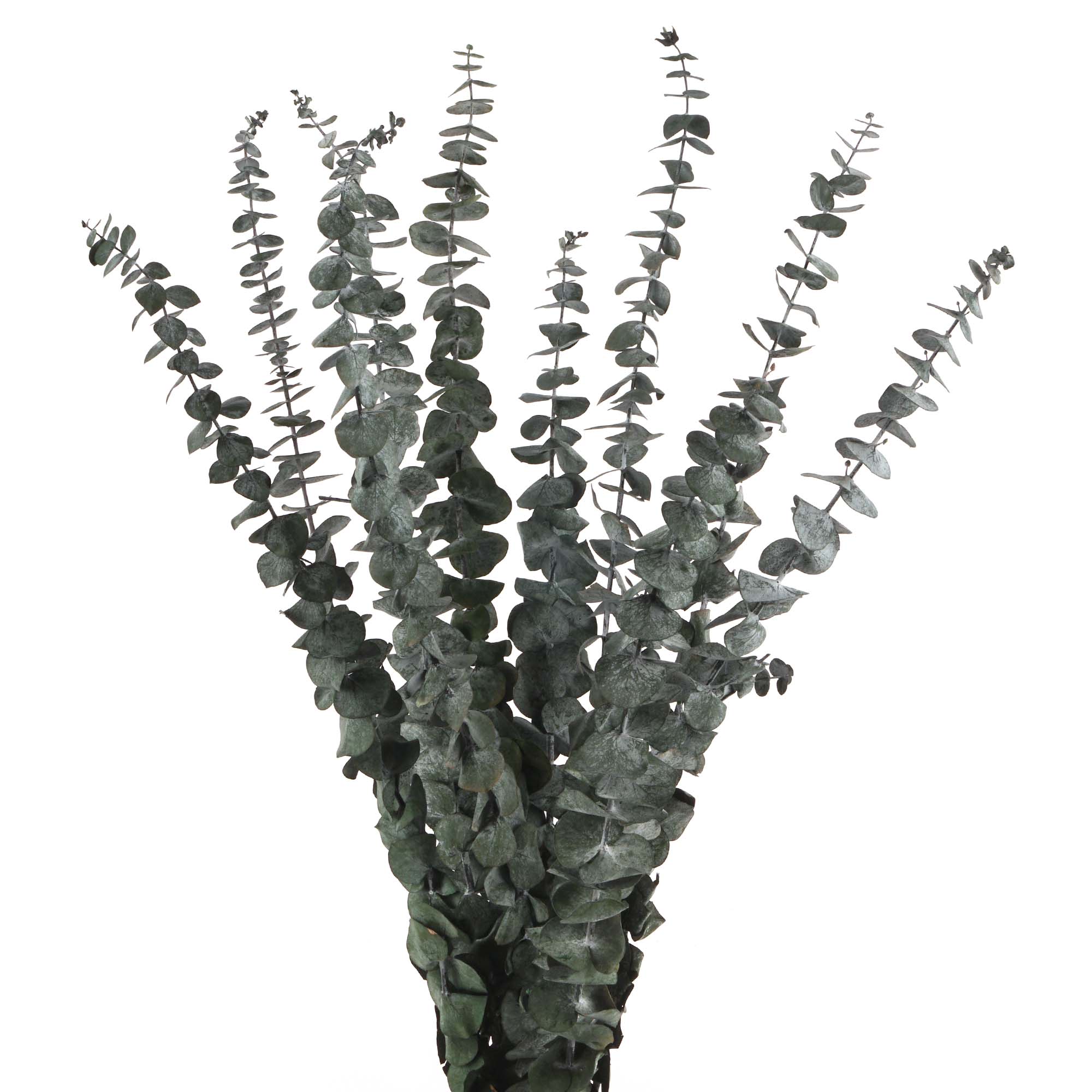 Eucalyptus Baby Trockenblumen, grün