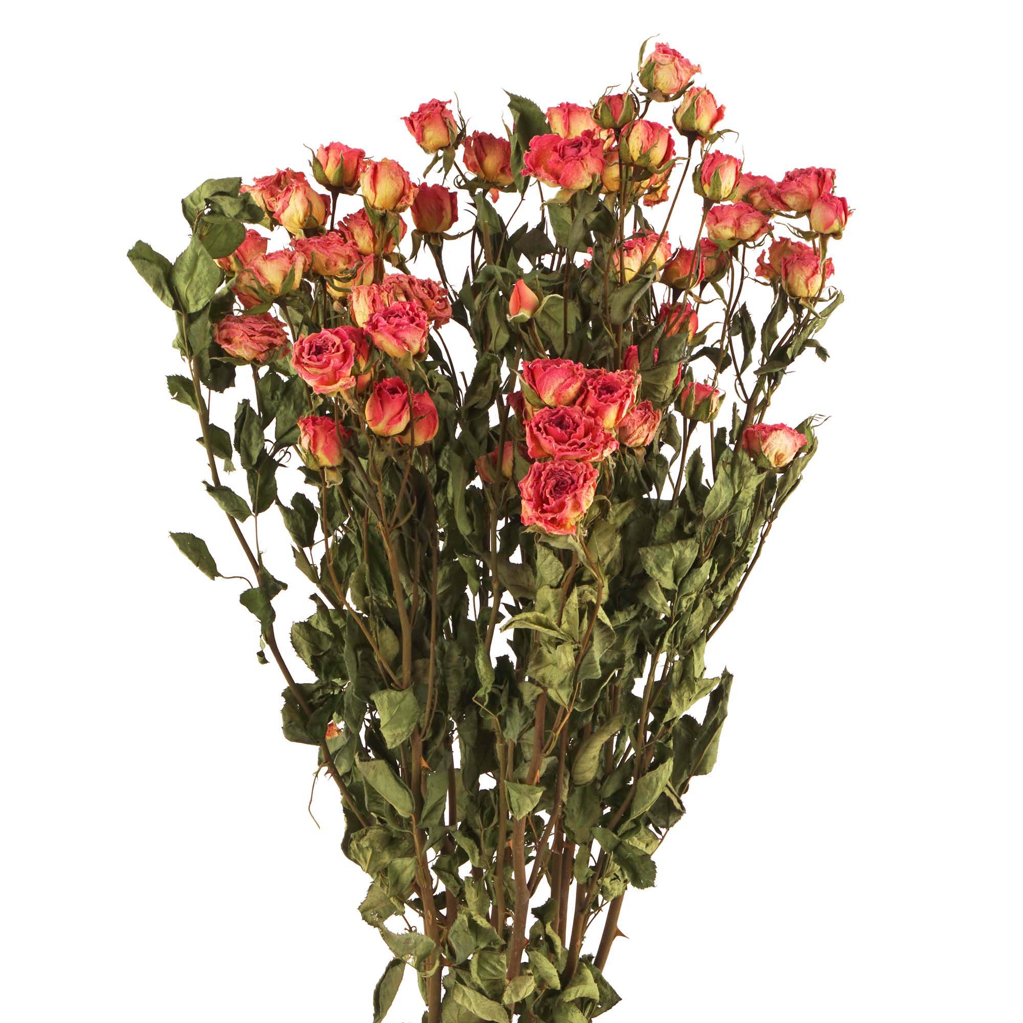Rosen verzweigt, Trockenblumen, natur pink