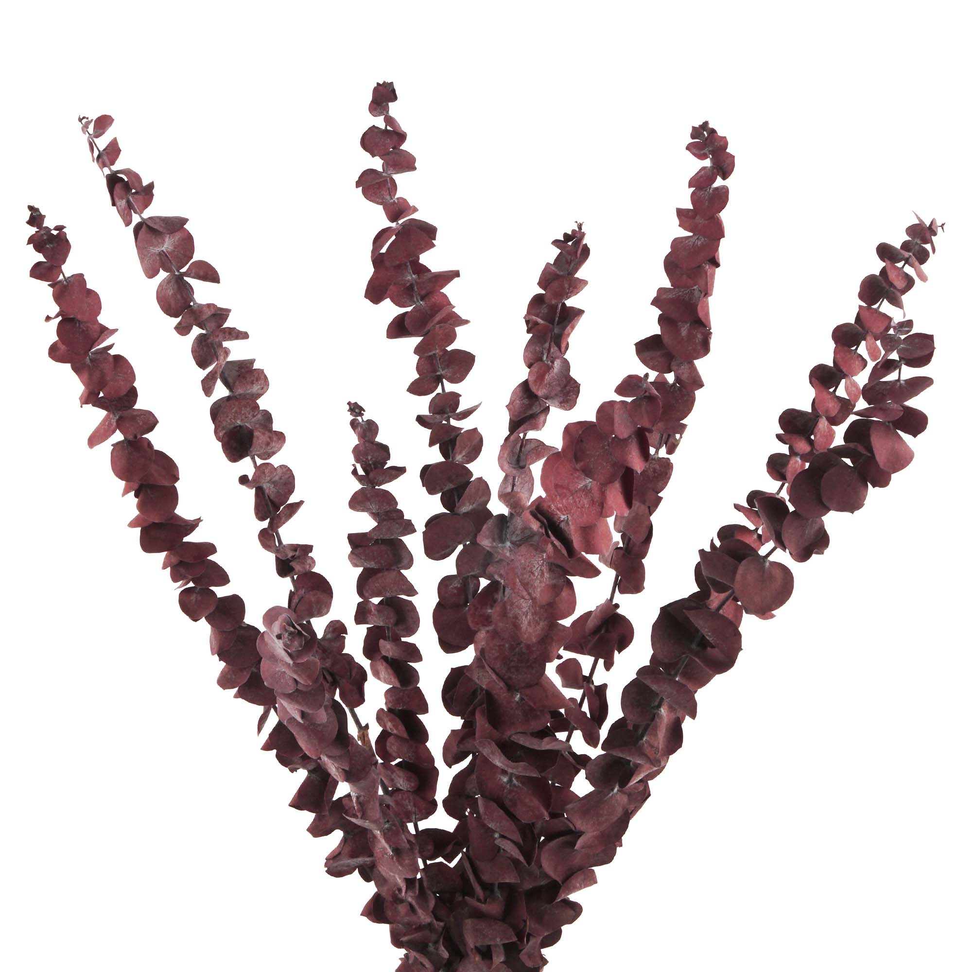 Eucalyptus Baby Trockenblumen, rot