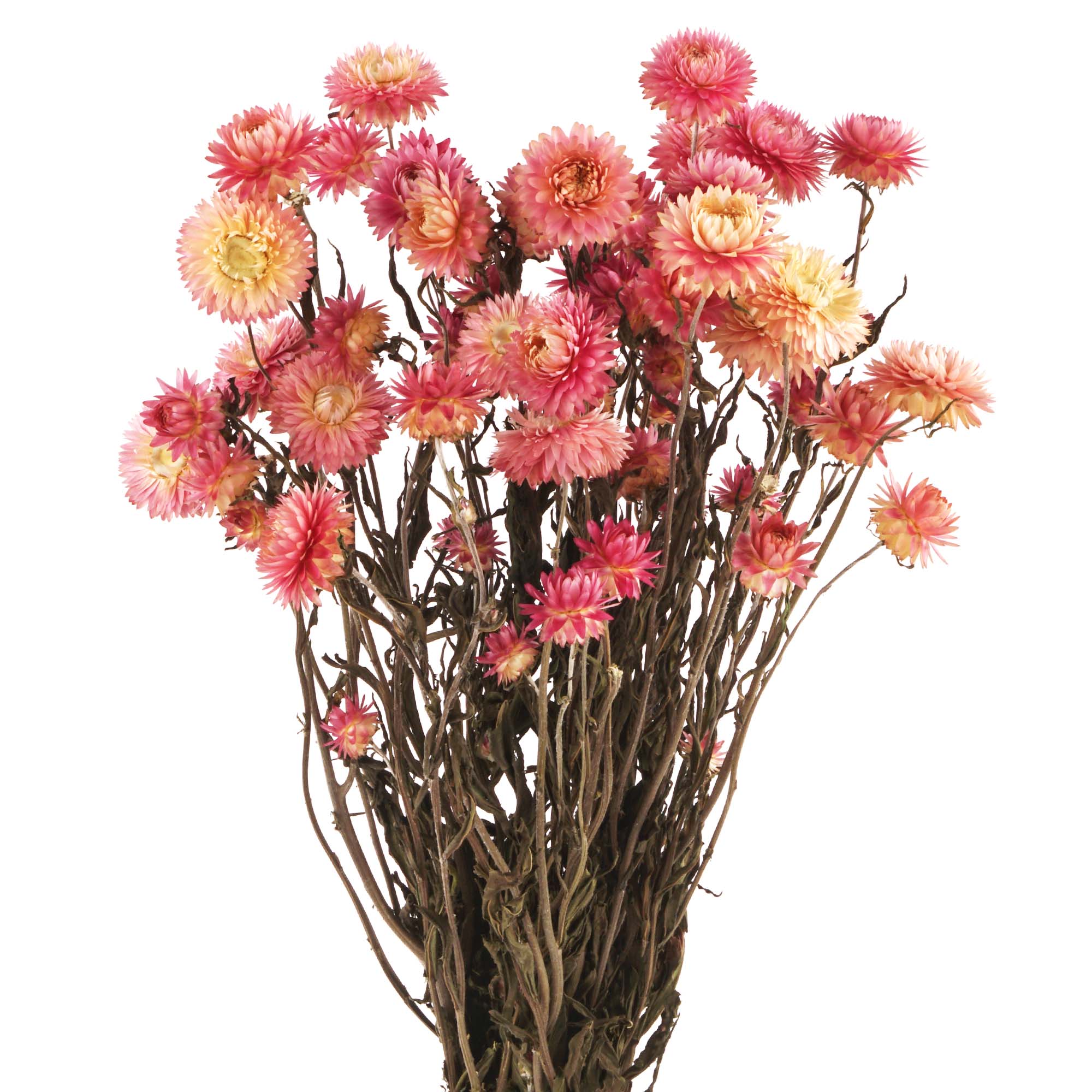 Strohblumen, Helichrysum Trockenblumen, natur pink