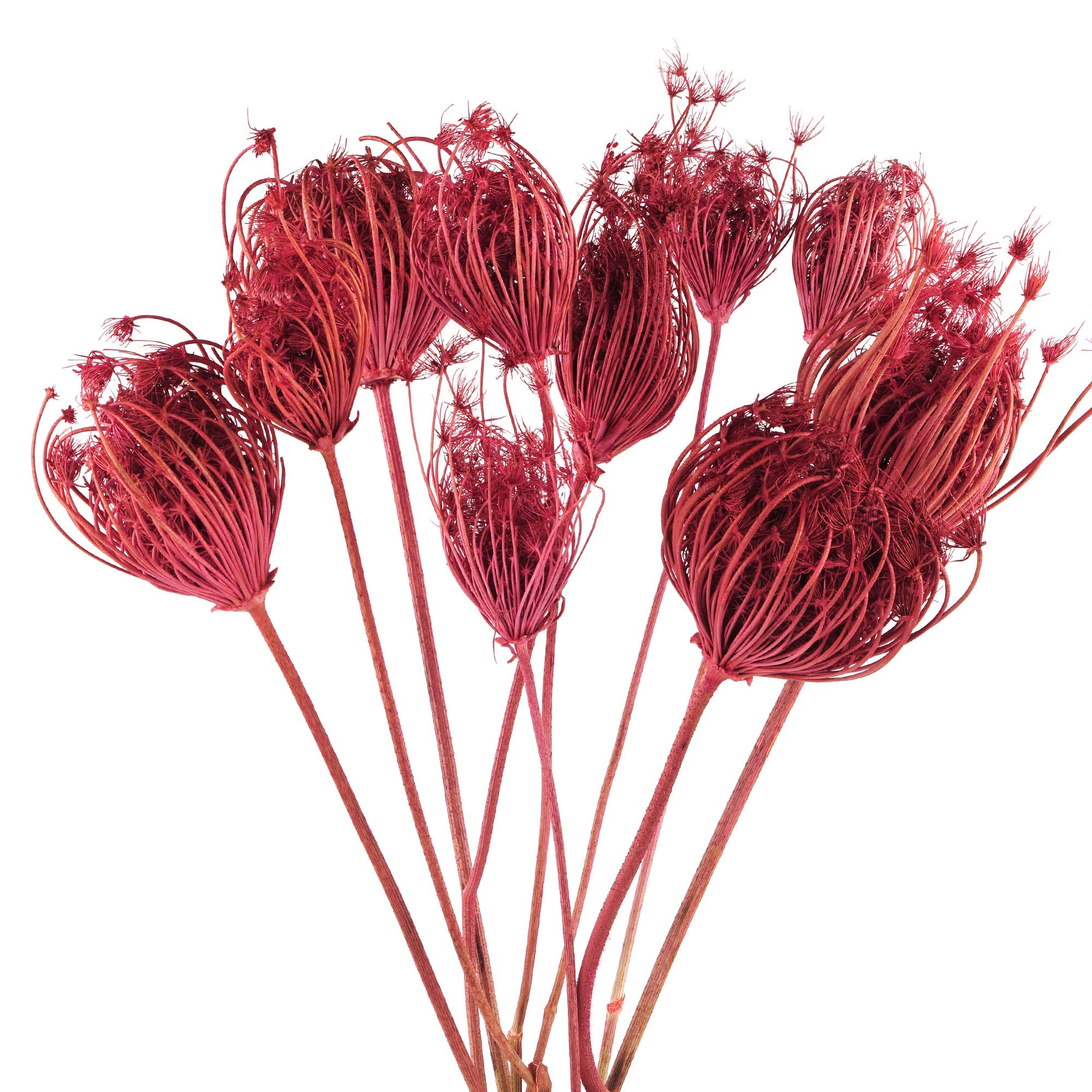 Rote Kerbel Trockenblumen: Deko-Hit