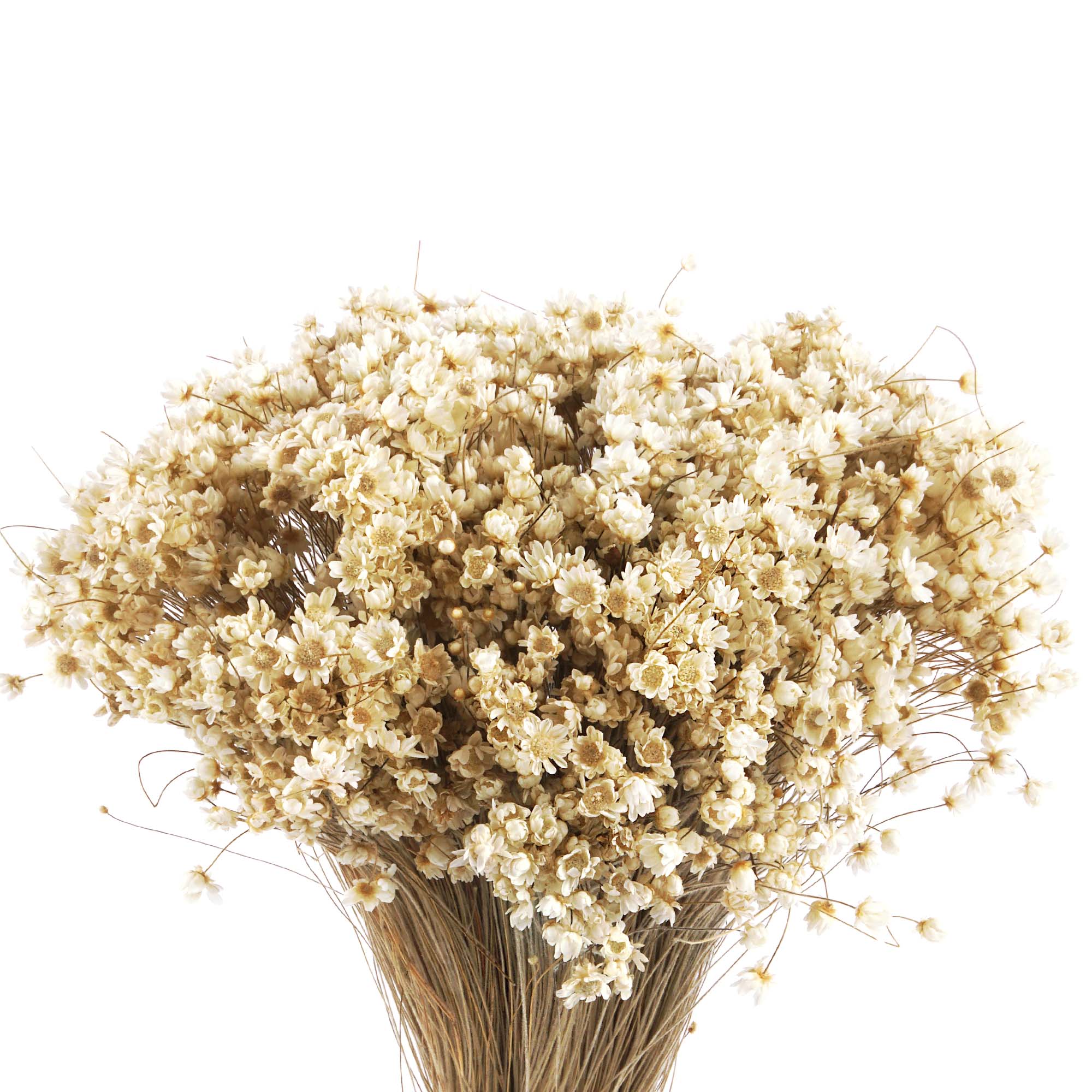 Marcela Trockenblumen, natur Marcela Trockenblumen, natur