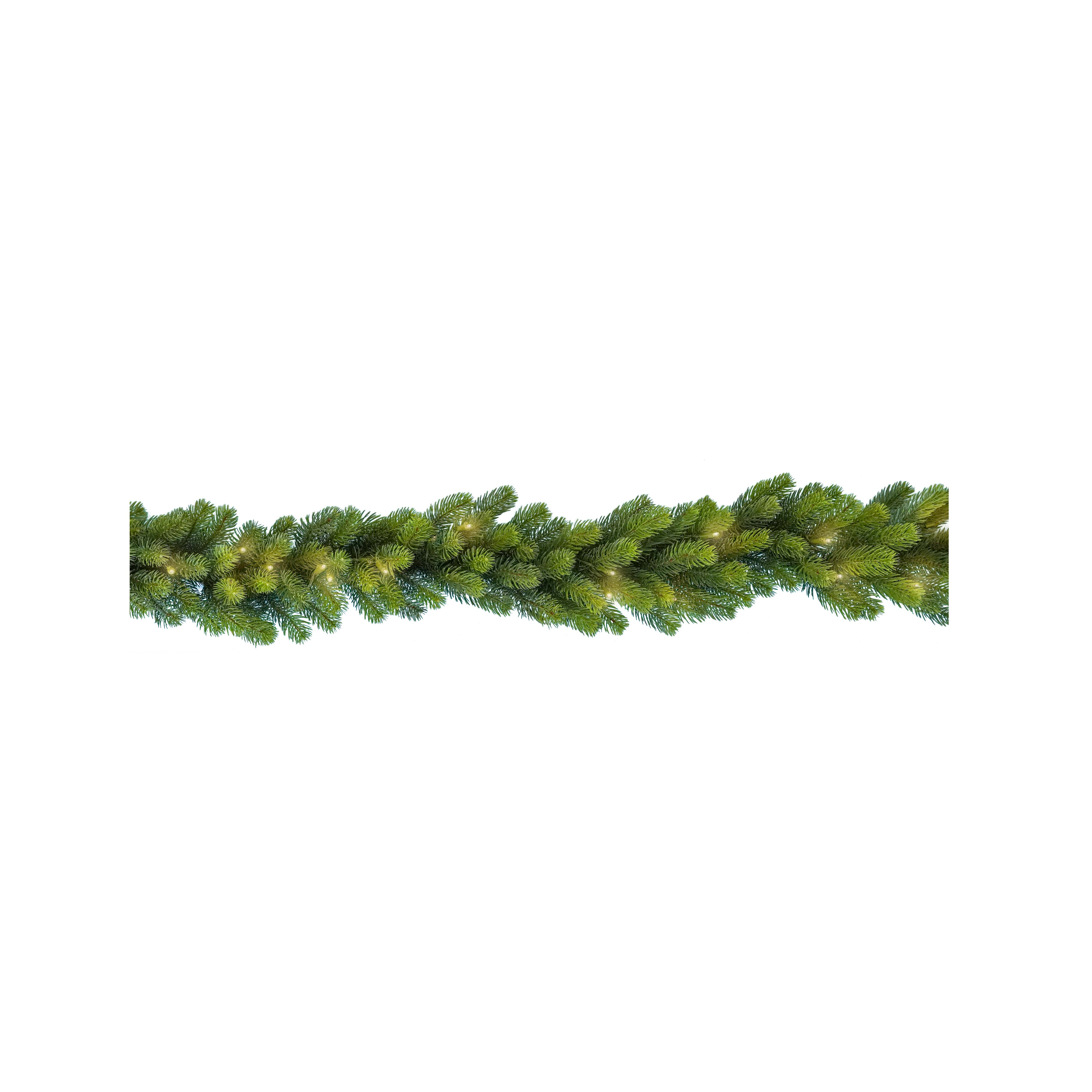 Pflanze, Baum, Moos, Konifer, Vegetation