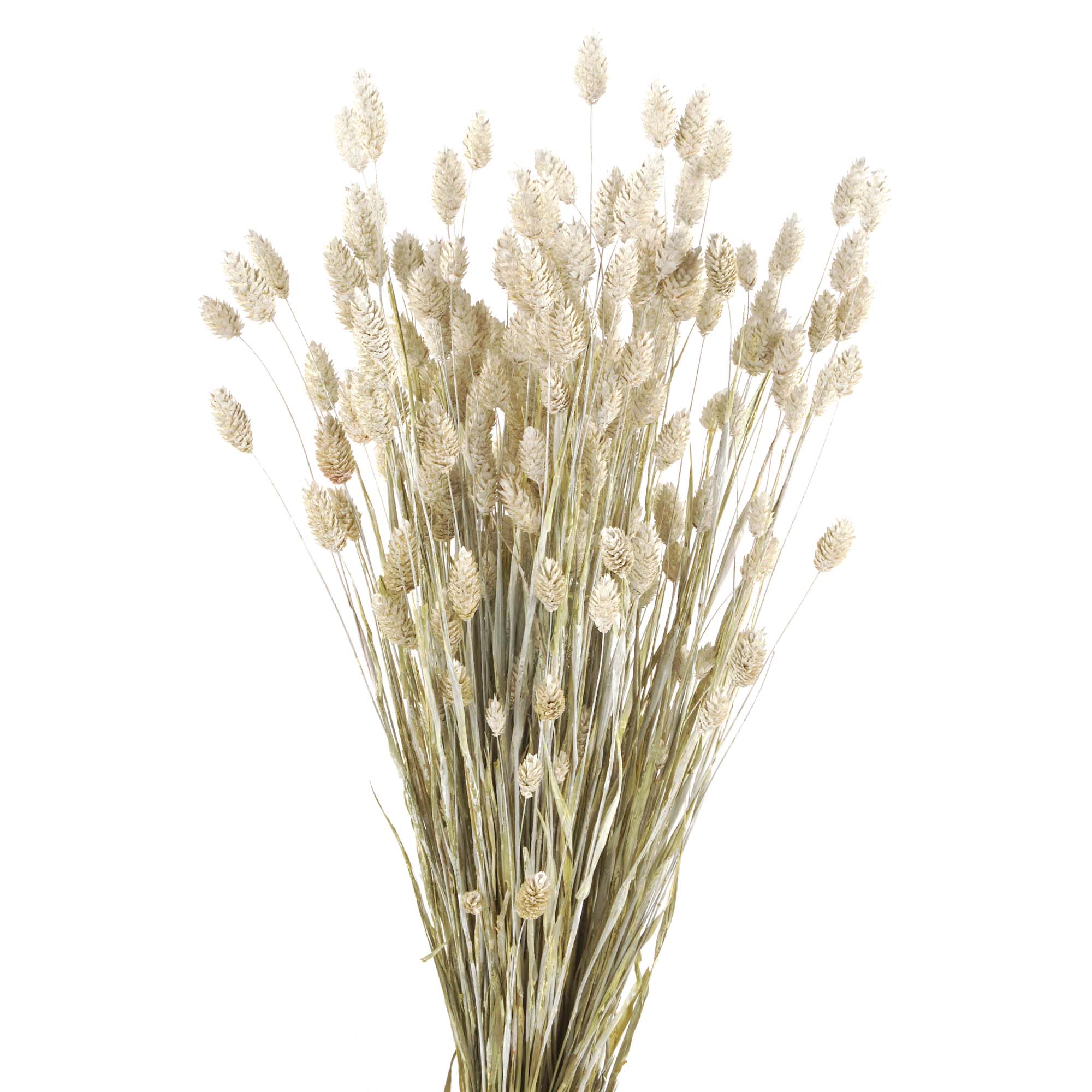 Glanzgräser, Phalaris Trockenblumen, weiss gefärbt
