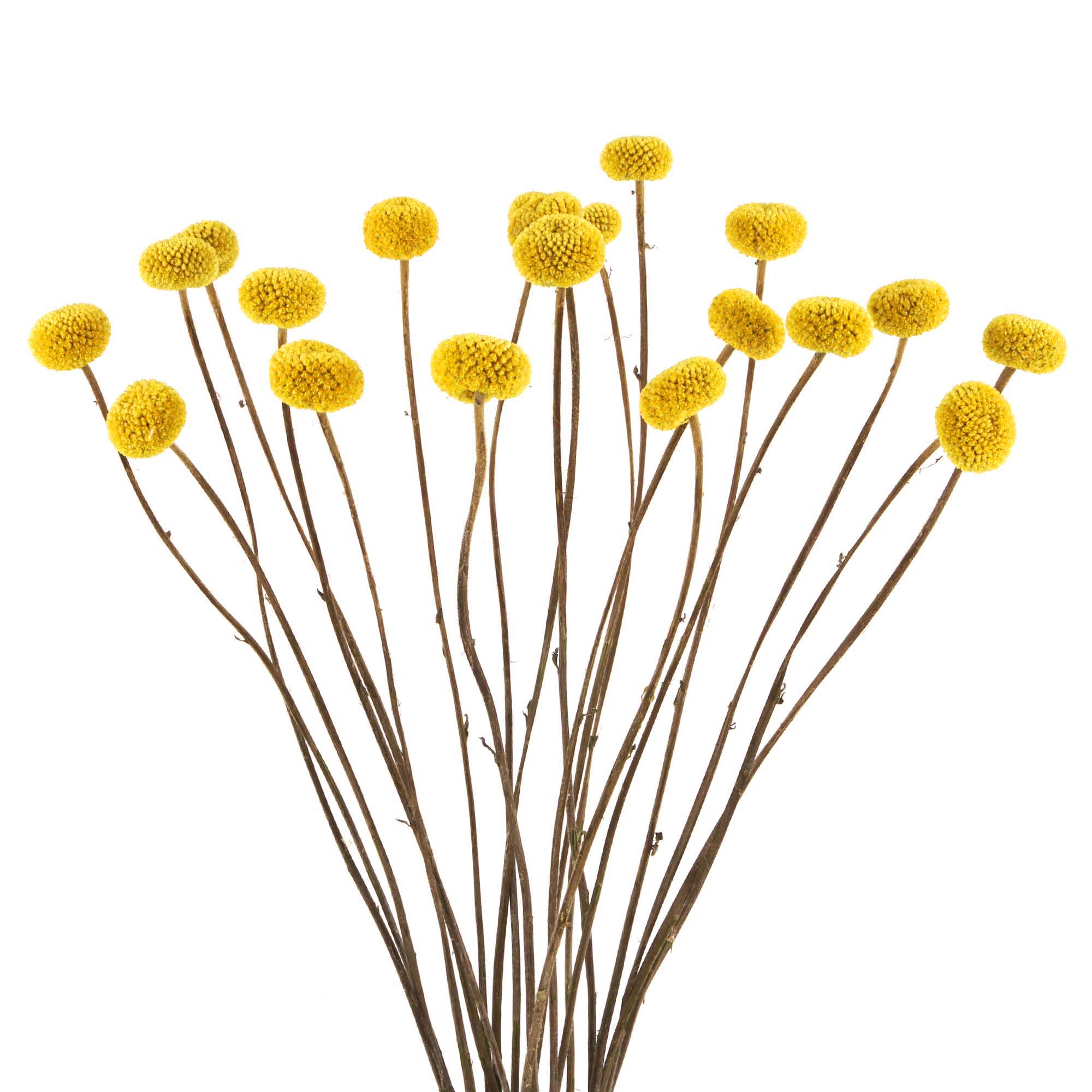 Craspedia Trockenblumen, natur gelb