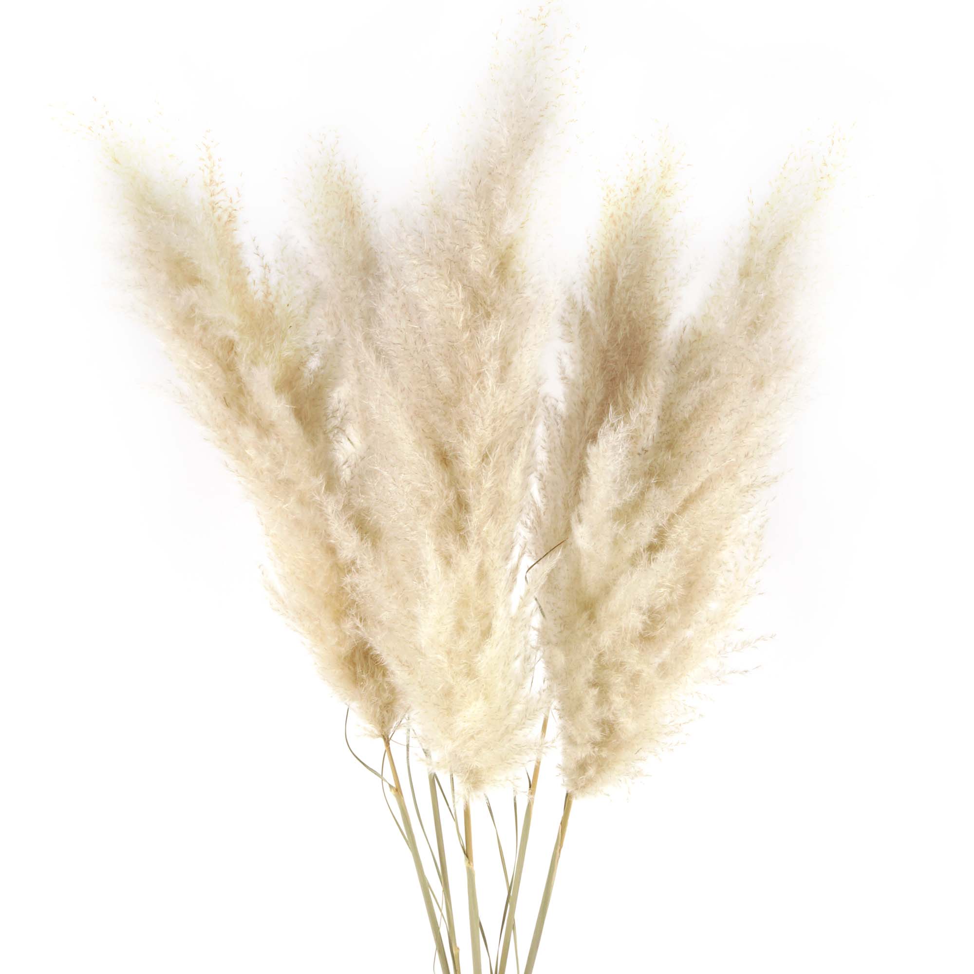 Pampasgras Trockenblumen, extra, natur, 5 Stk. 