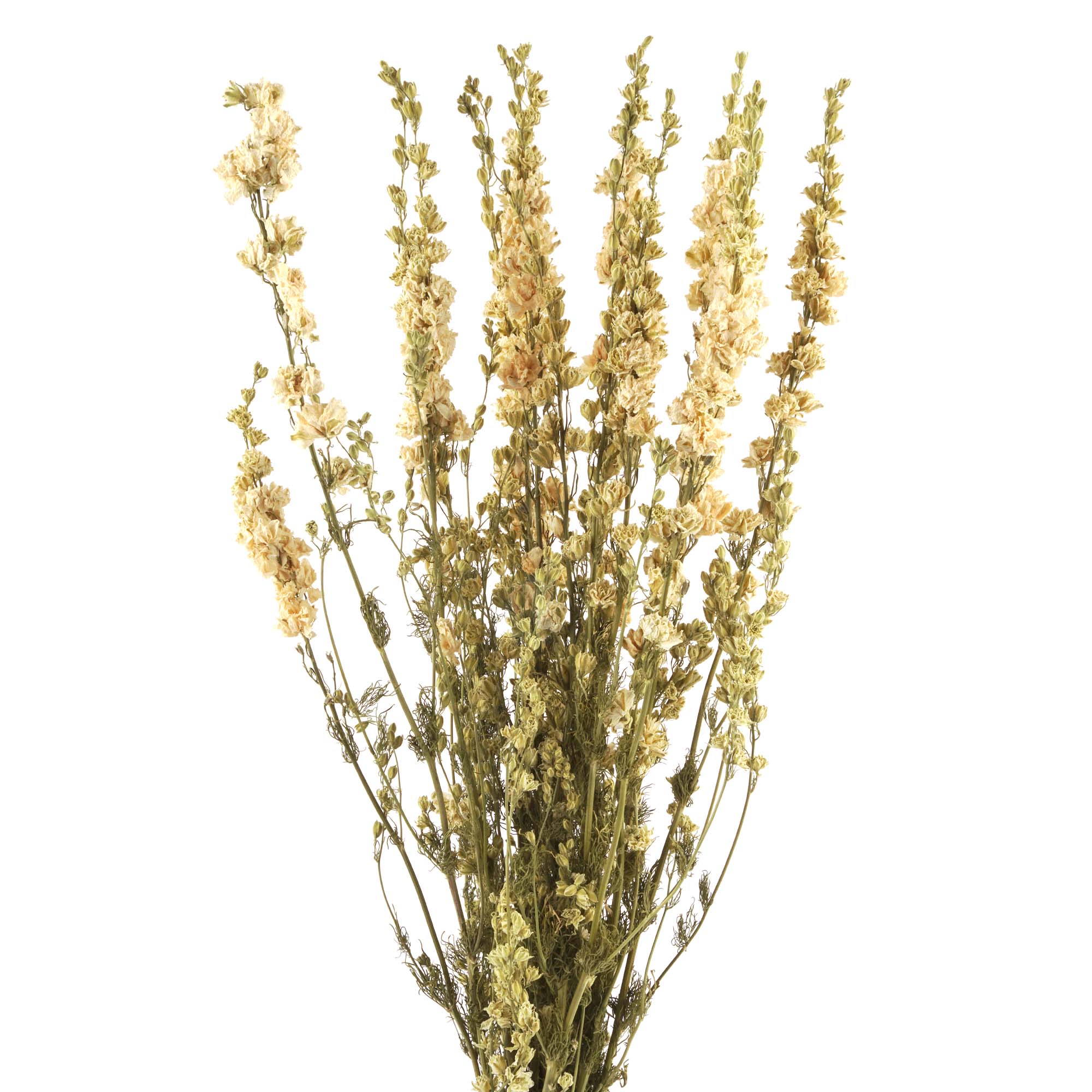 Rittersporn, Delphinium Trockenblumen, natur weiss Rittersporn, Delphinium Trockenblumen, natur weiss