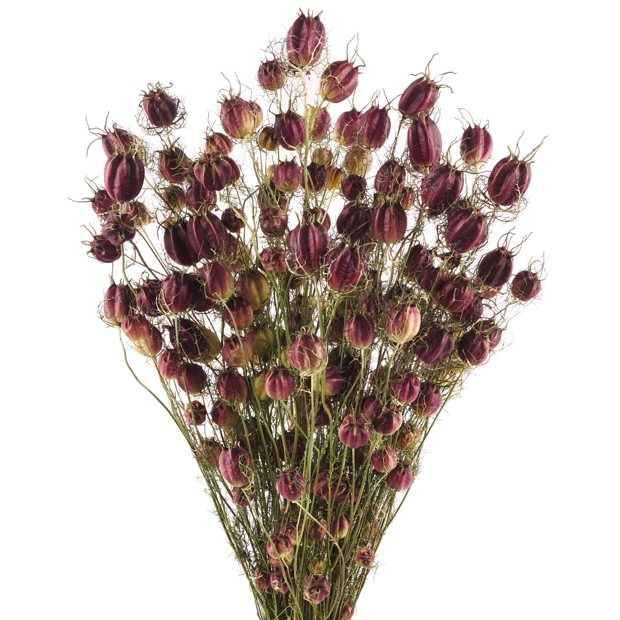 Natürlich rote Nigella Trockenblumen für zuhause