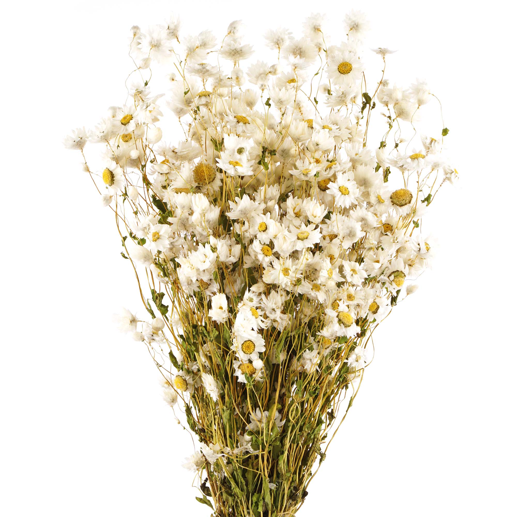 Naturweisse Rhodanthe: Trockenblumen Deko