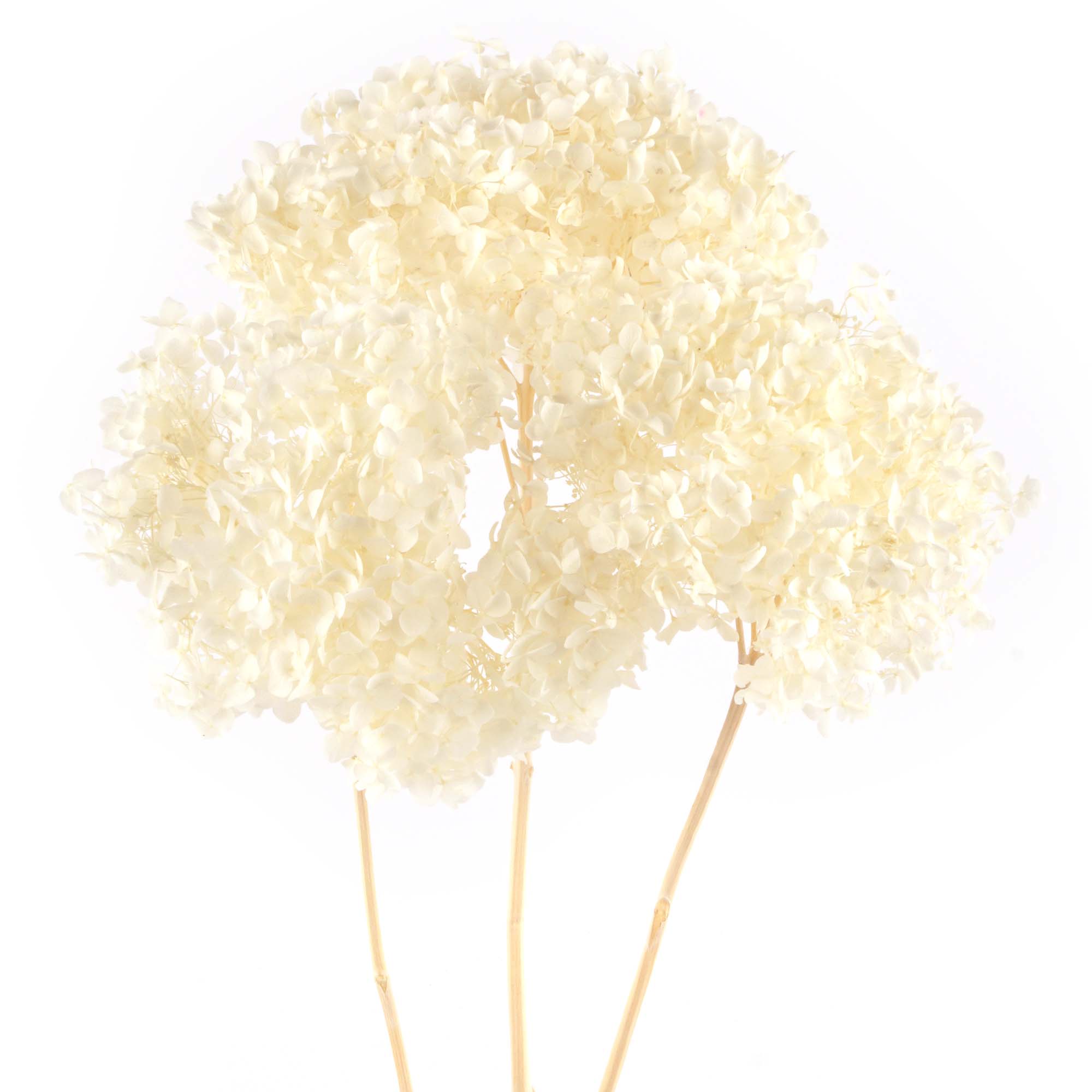 Hortensie Trockenblumen weiss, 3 Stk.