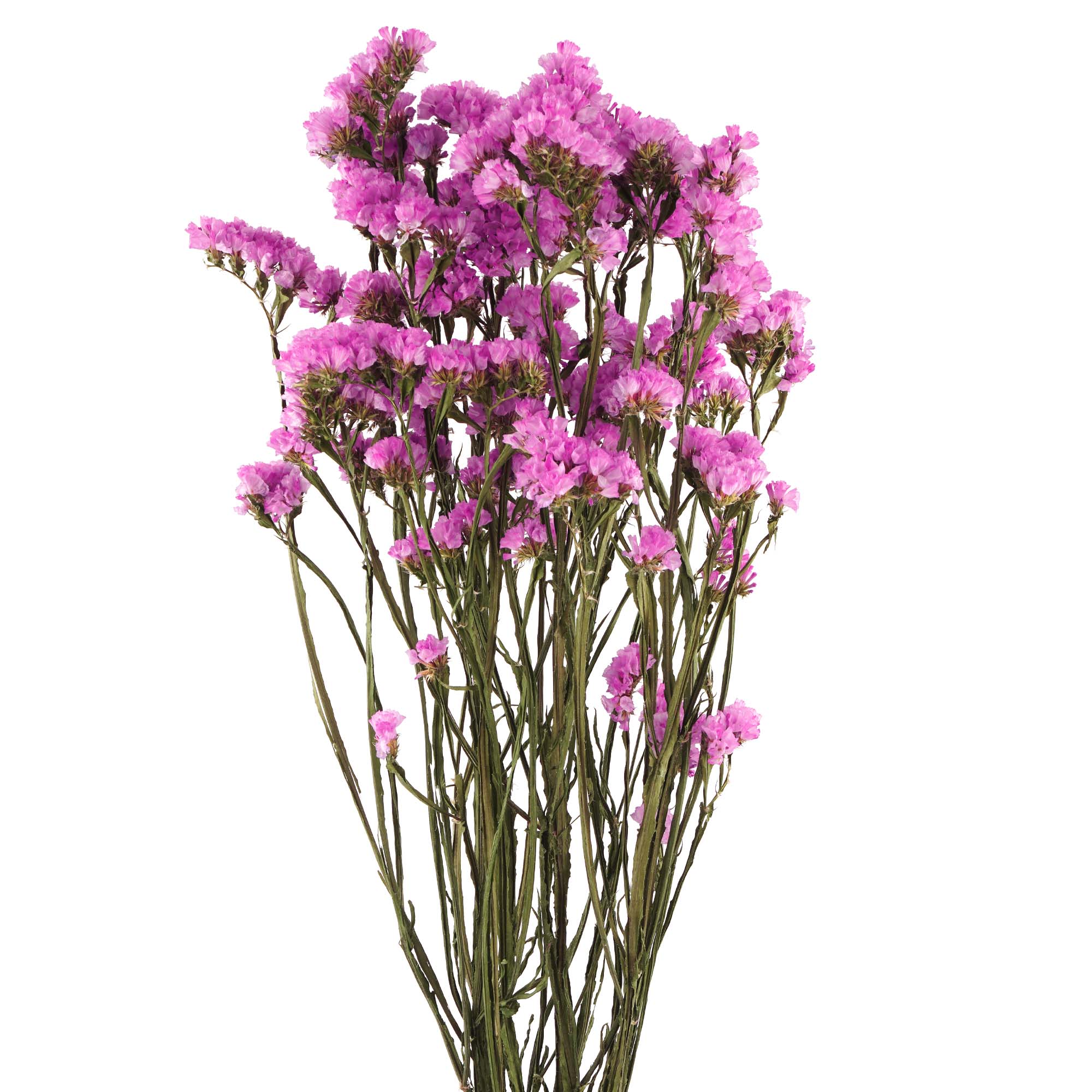 Limonium Trockenblumen in natürlichem Pink