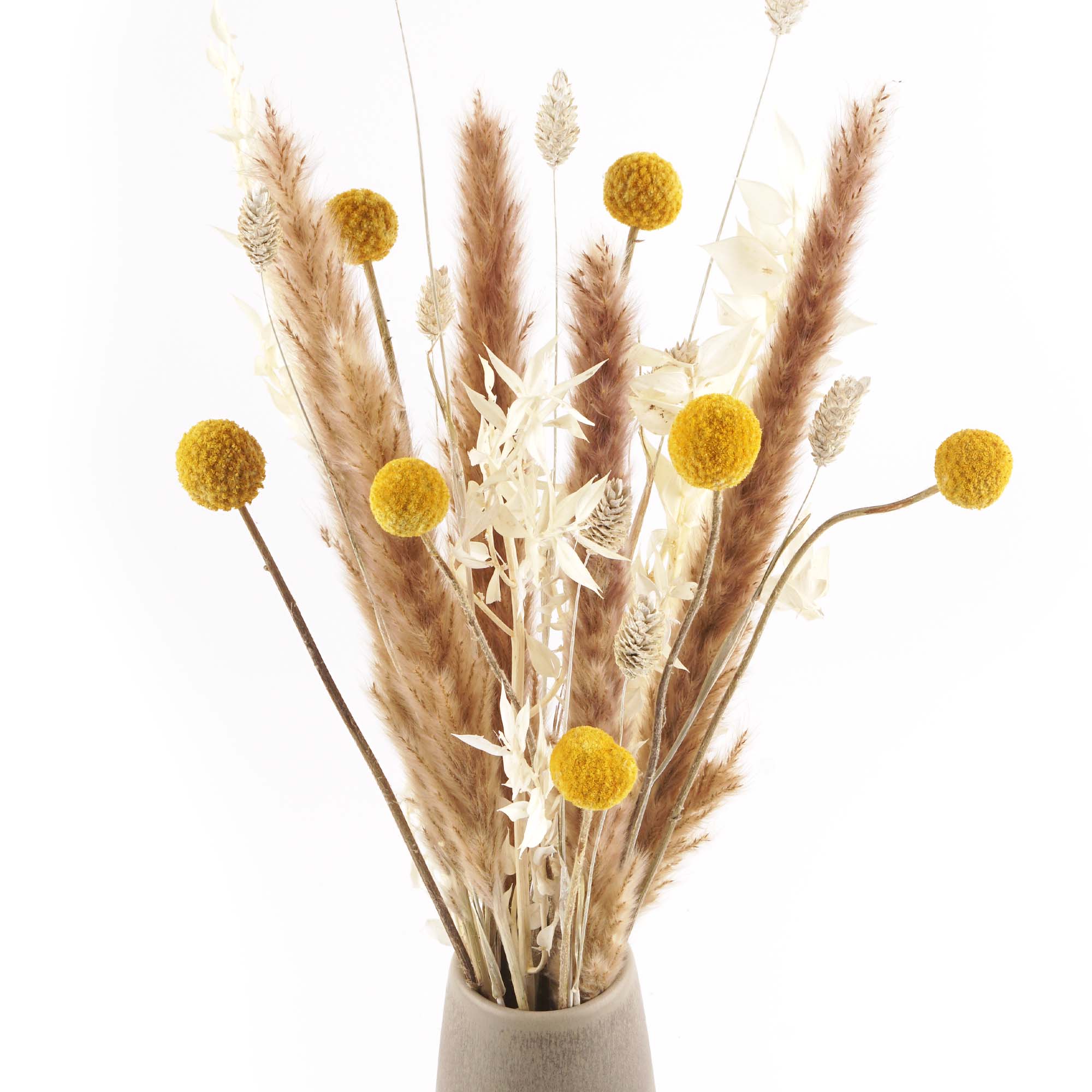 Trockenblumen Strauss "Craspedia" Trockenblumen Strauss "Craspedia"