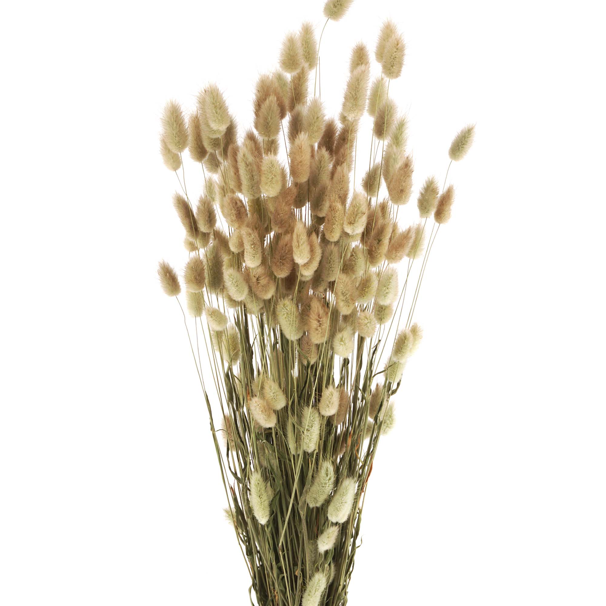 Hasenschwanzgras, Lagurus Trockenblumen, natur