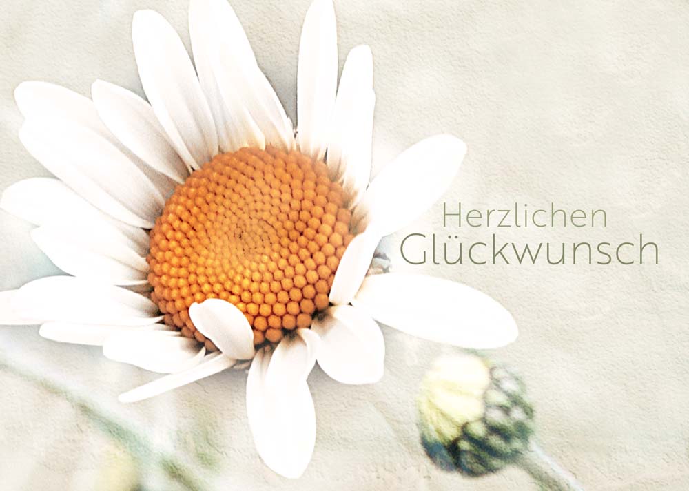 Herzlichen Glückwunsch - Grusskarte Margerite