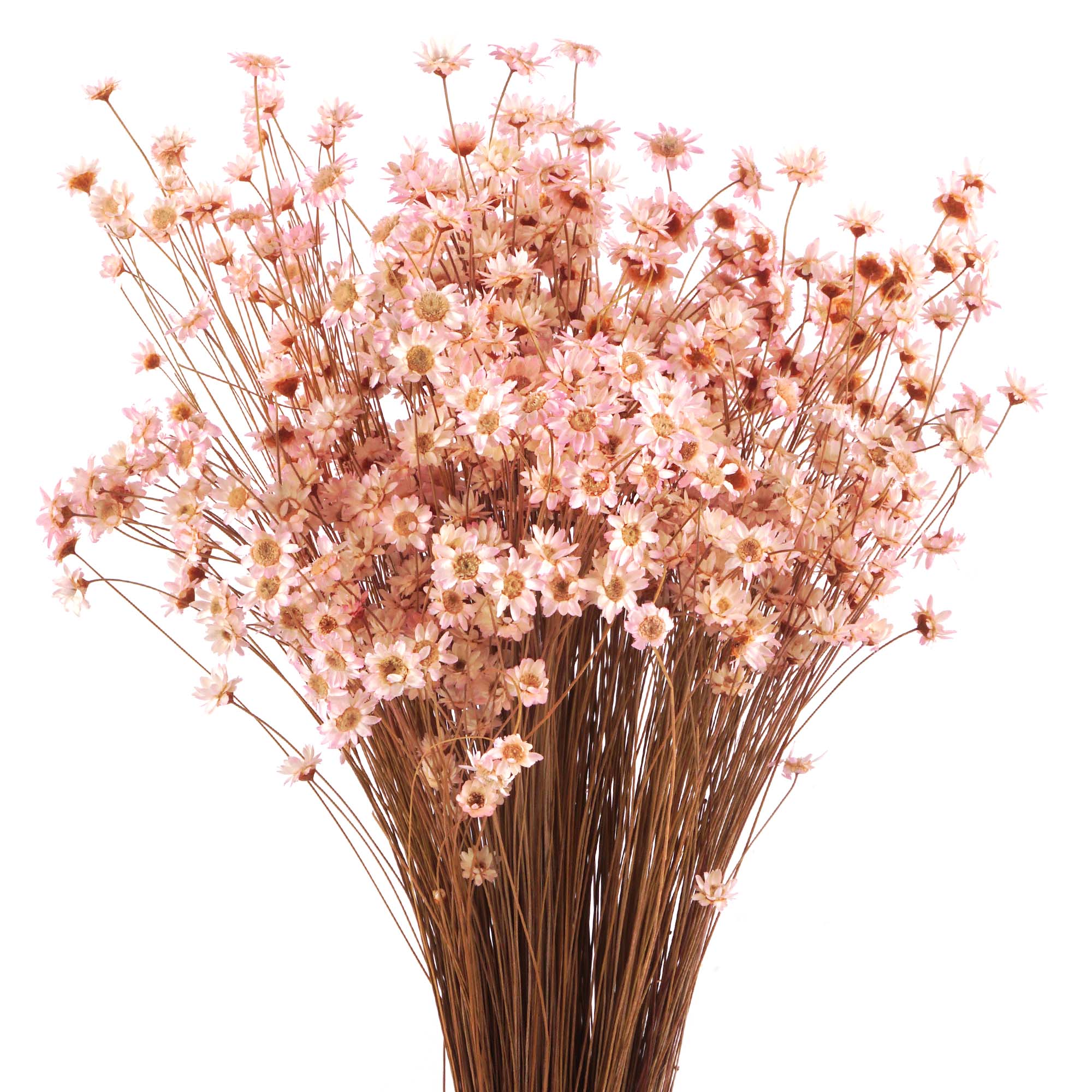 Marcela Trockenblumen: Natürliche Schönheit in Rosa