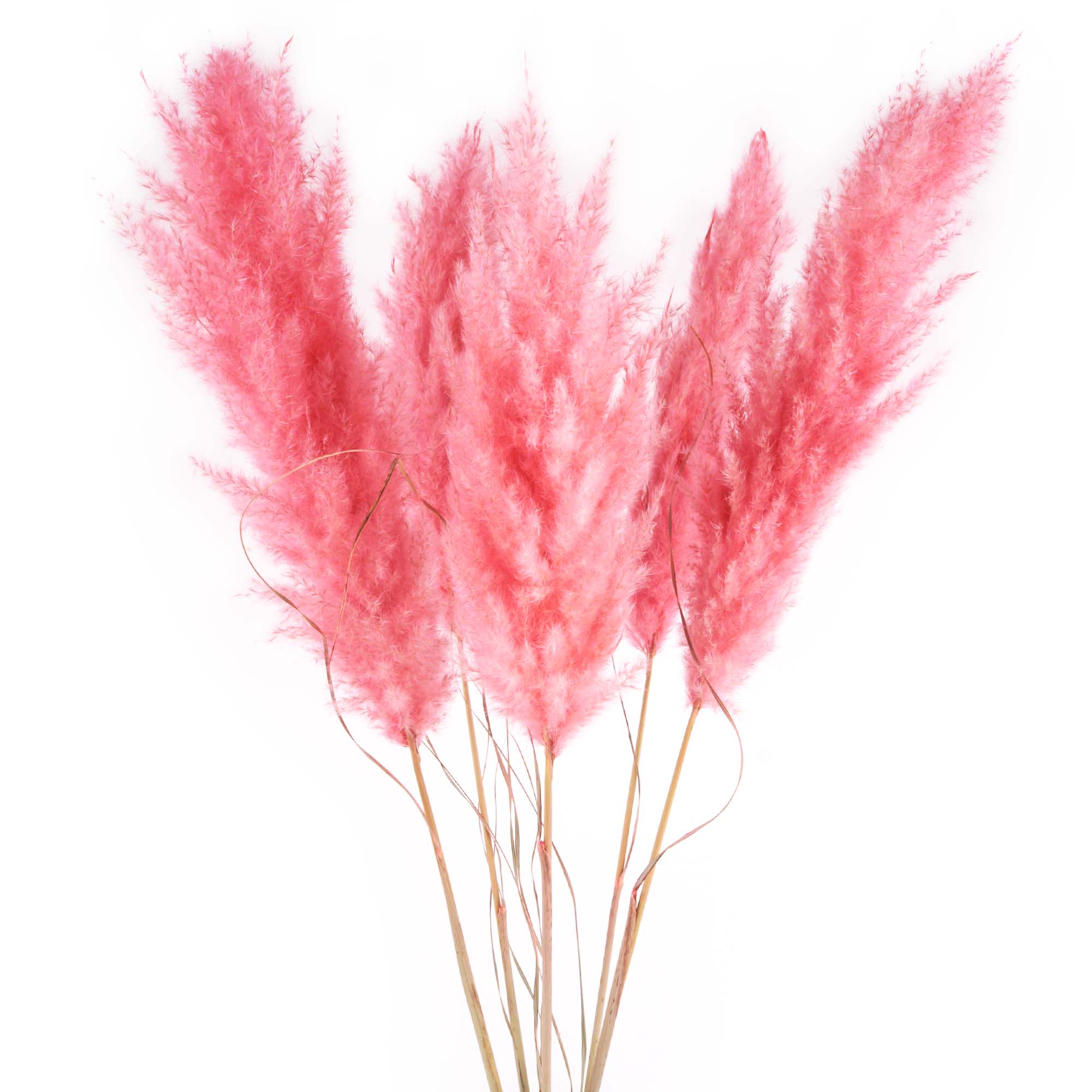 Verschönere dein Zuhause mit 5 Pampasgras Trockenblumen in Pink-Rosa!