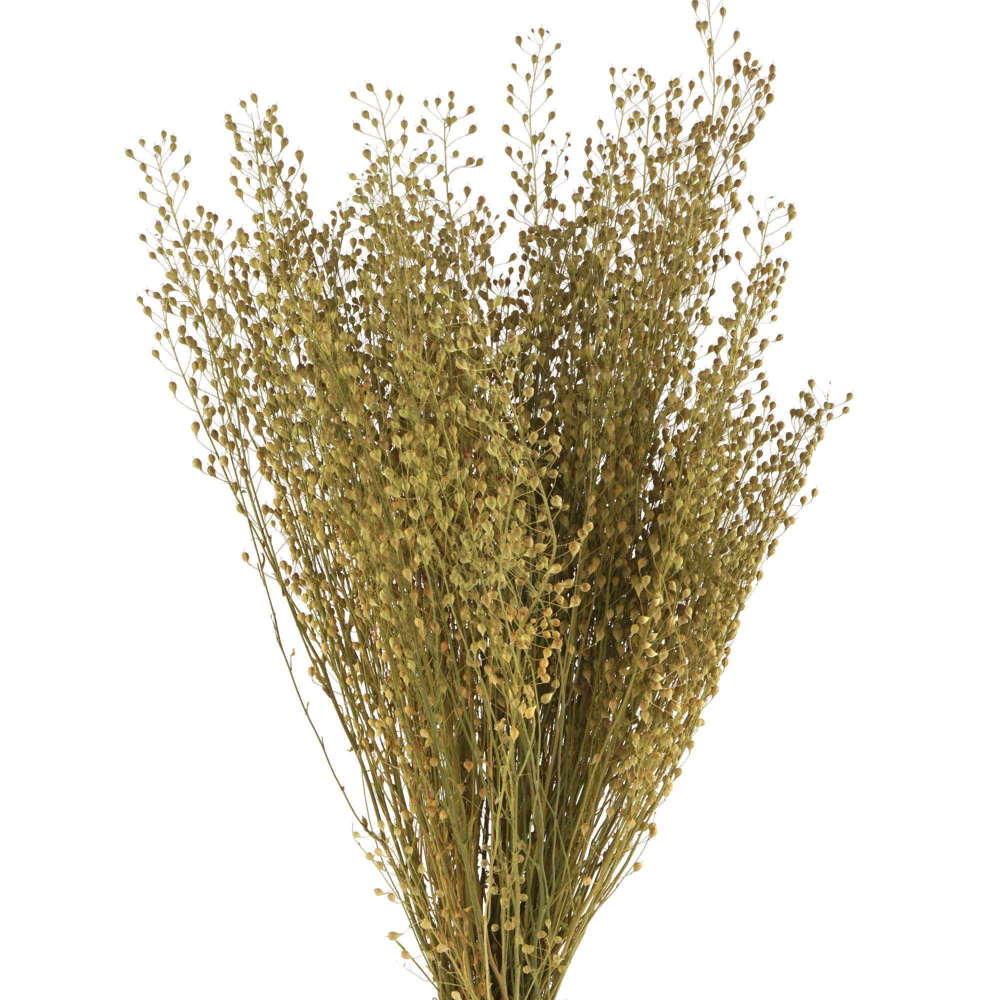 Lepidium Atraxa Trockenblumen, natur grün