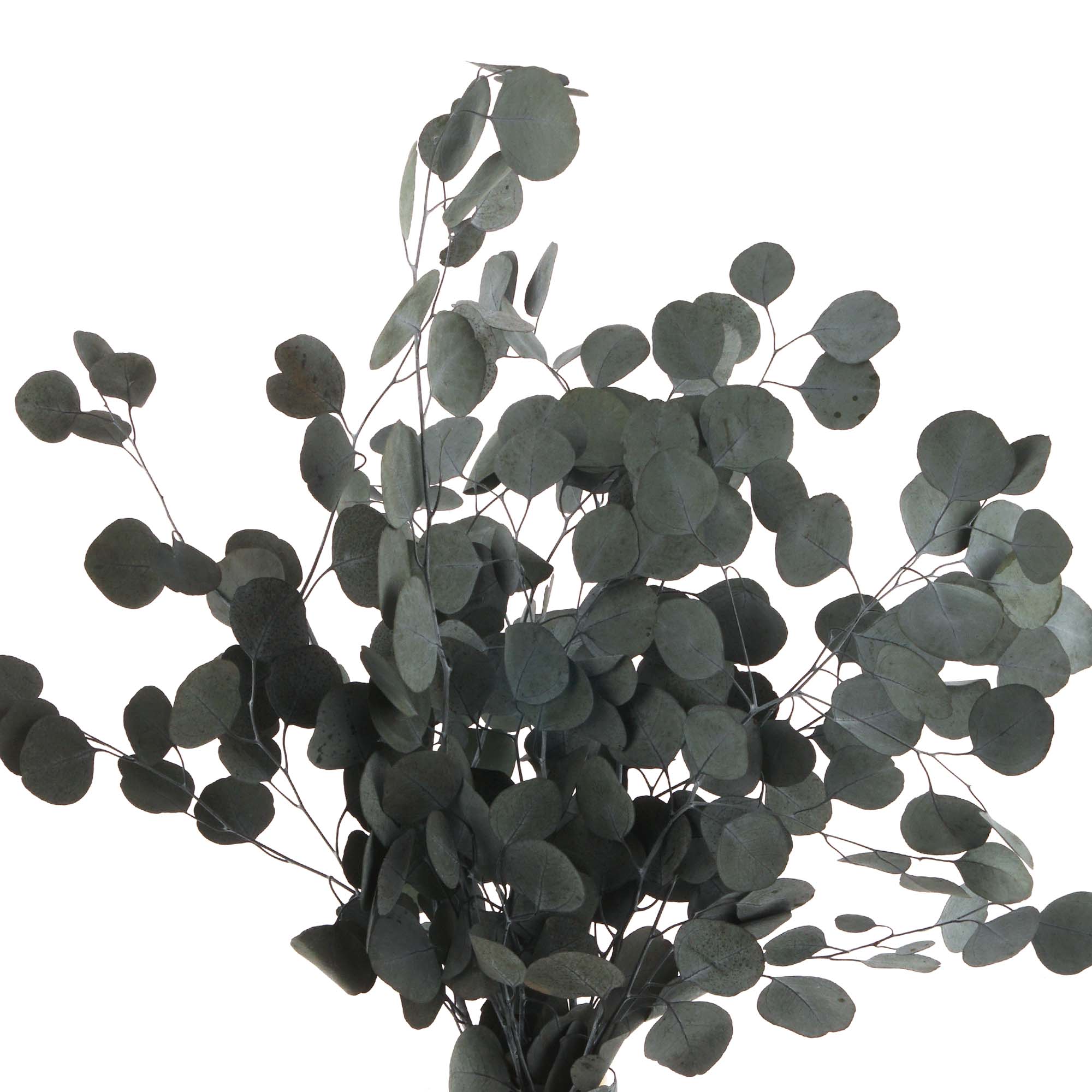 Eucalyptus Populus Trockenblumen, grün Eucalyptus Populus Trockenblumen, grün